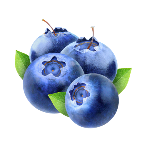 Creatine & Mushroom Nootropic Gummies